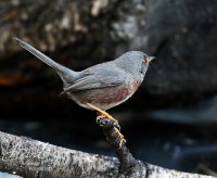 /album/proven%c3%a7aalse-grasmus/proven%c3%a7aalse-grasmus%28sylvia-undata%29dartford-warbler-curruca-rabilargo-f-jpg-jpg/